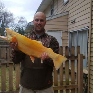 Meet your Posher, Peter